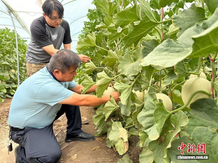 8月7日,甘肃酒泉市瓜州县即将上市的瓜州蜜瓜。中新社记者 冯志军 摄
