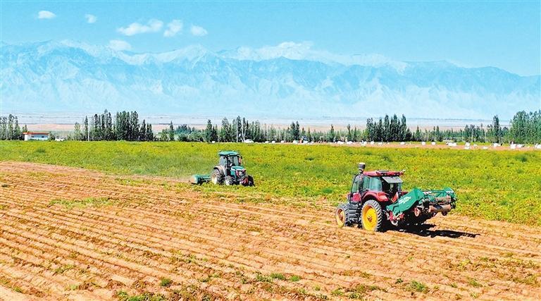 农机手驾驶收获机在高台县新坝镇甘肃共裕农牧科技产业园种植基地收获马铃薯　新甘肃&middot;甘肃日报通讯员　王将