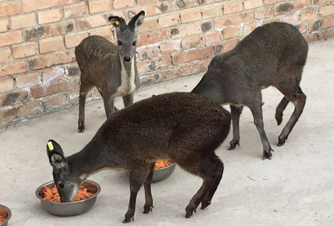 砚峡乡养殖的林麝（华亭市融媒体中心供图）