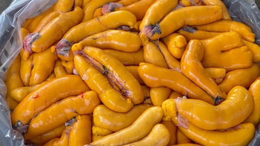 乌鱼子大丰收！乌鱼子制作过程，黄橙橙的颜色很好看