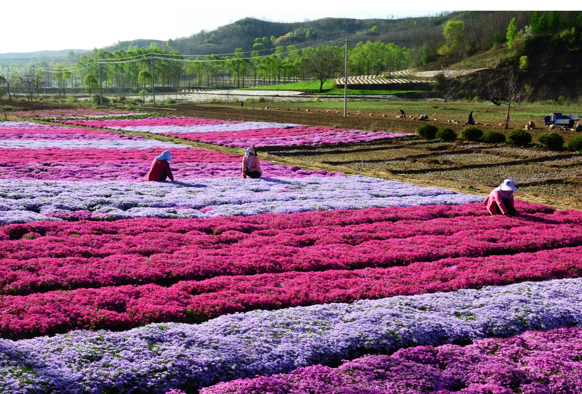 华亭市上关镇花海（华亭市融媒体中心供图）