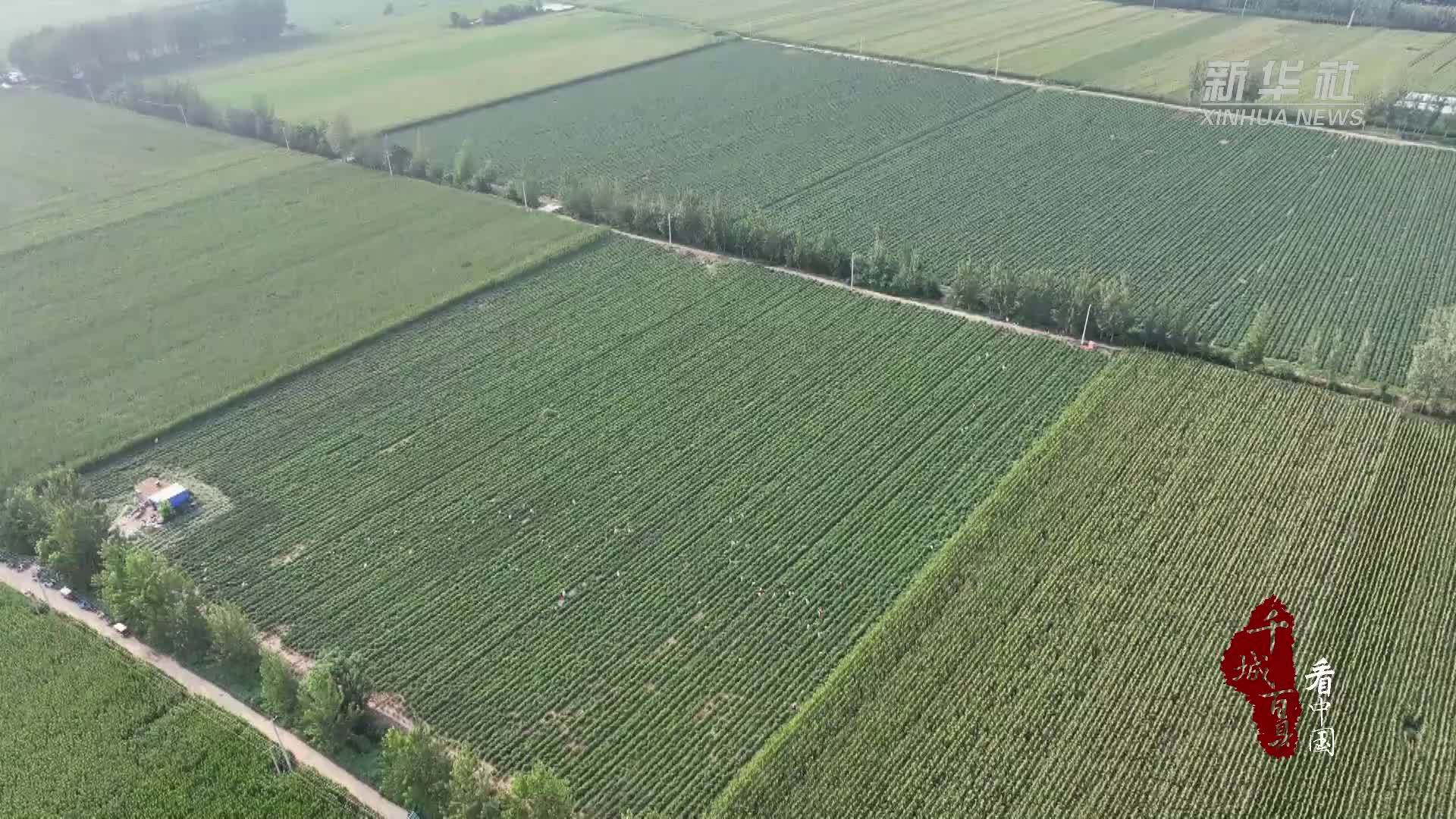 千城百县看中国｜山东定陶：奏响秋日“椒响曲”