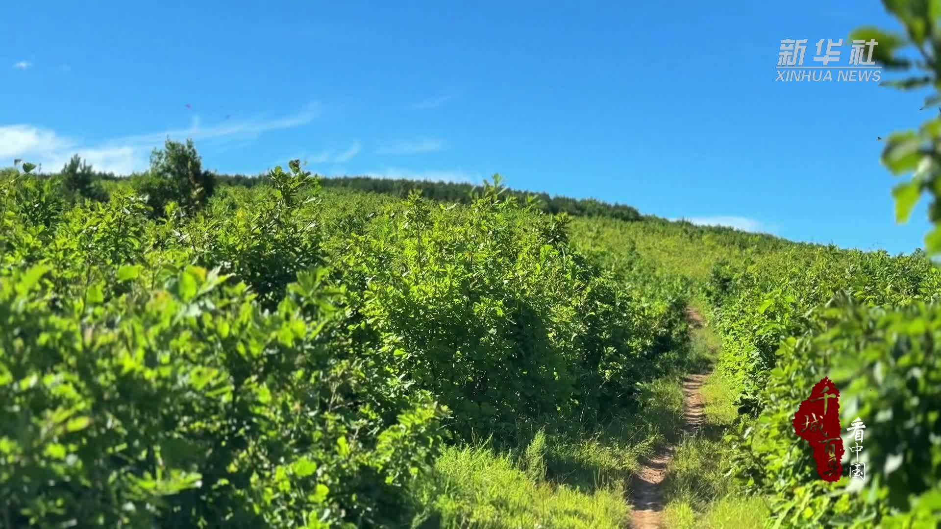 千城百县看中国｜内蒙古阿荣旗：蚕茧收销两旺