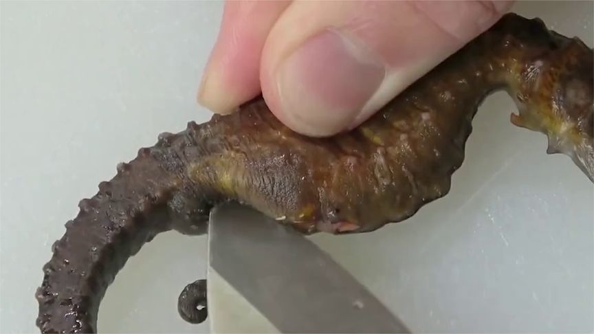 日本人暴力切开海马，凑近一看，估计只有重口味才能吃下
