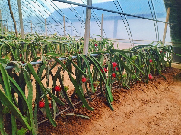 南果北种丰富“果盘子”　华亭火龙果丰收采摘忙