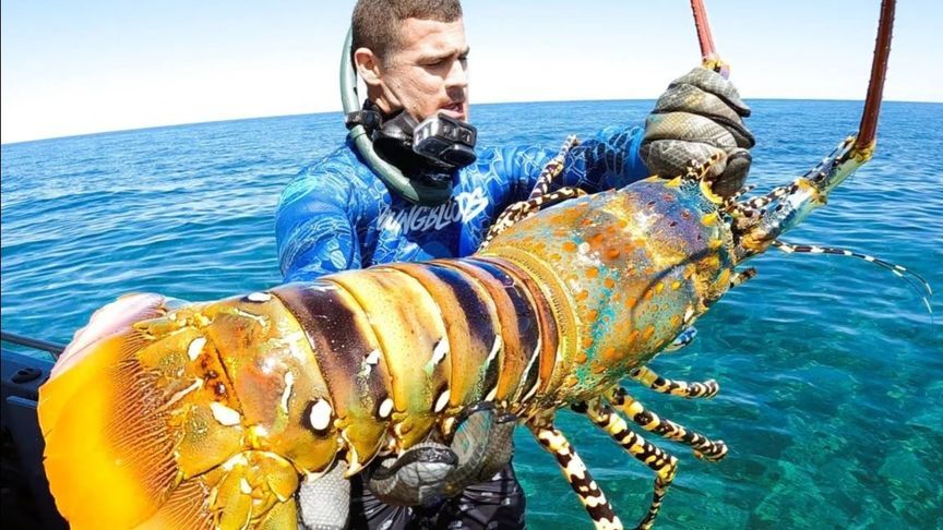 你有见过这么大的龙虾吗？这片海里到处都是，龙虾吃到爽！