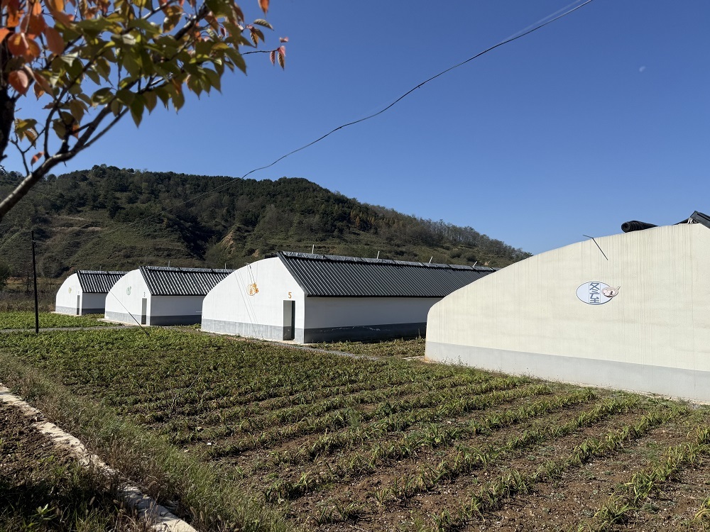 自主育苗42万余株 华亭这儿“链”就富“蔬”产业