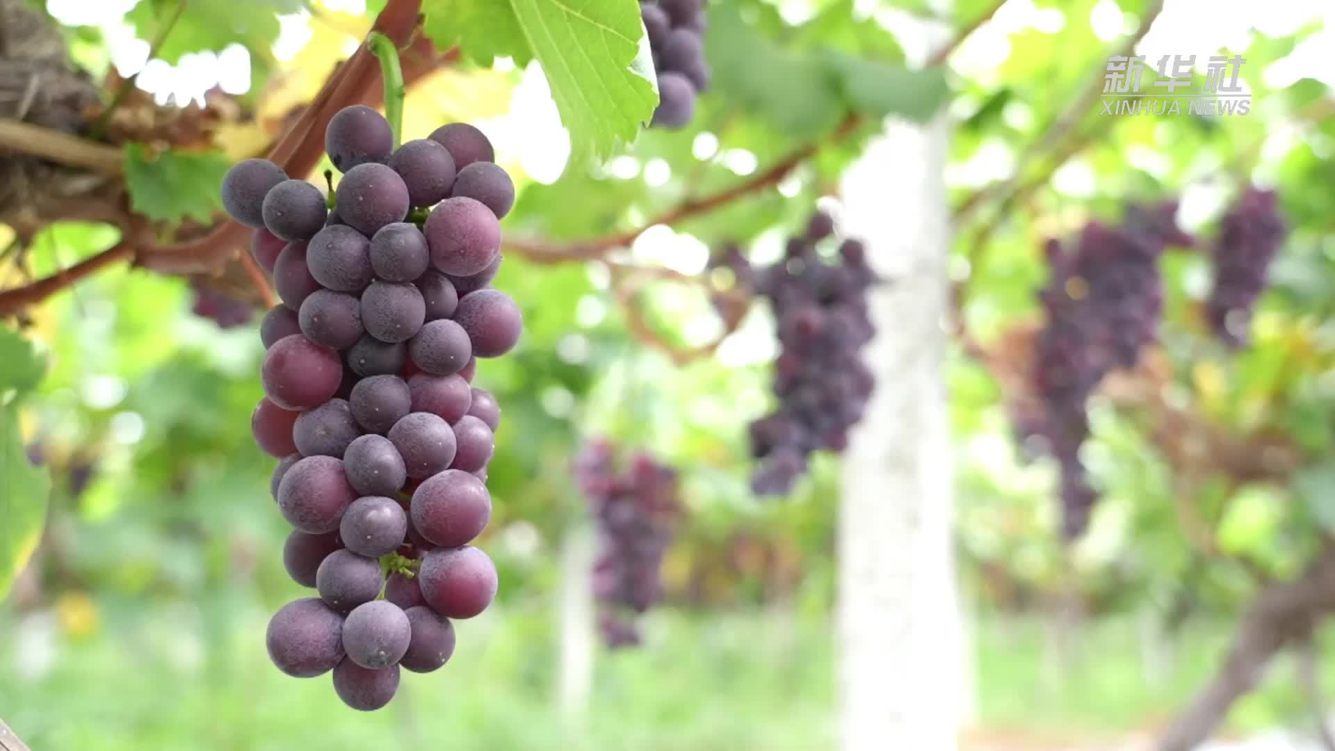 江西修水：葡萄挂满架 游客采摘忙