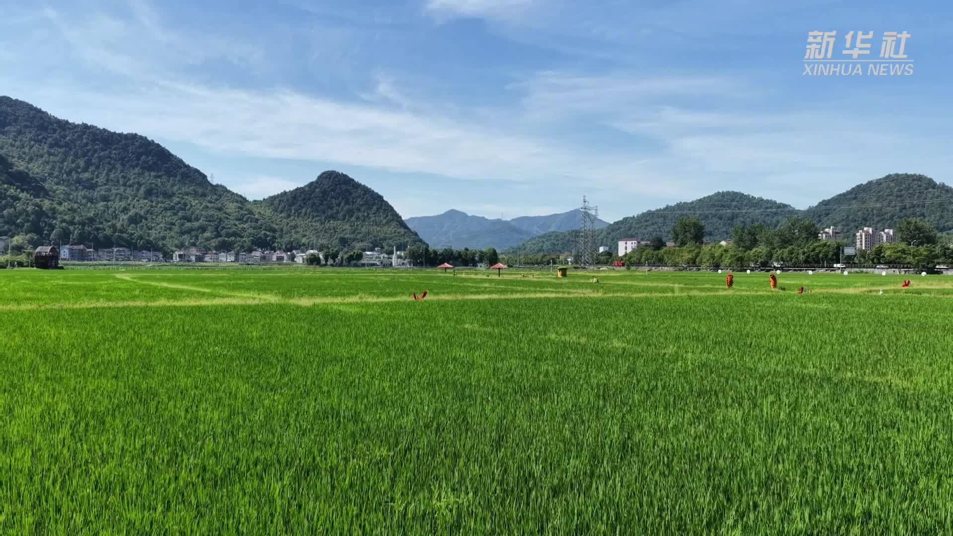 杭州桐庐：农技专家“巡诊”稻田 护航晚稻丰产