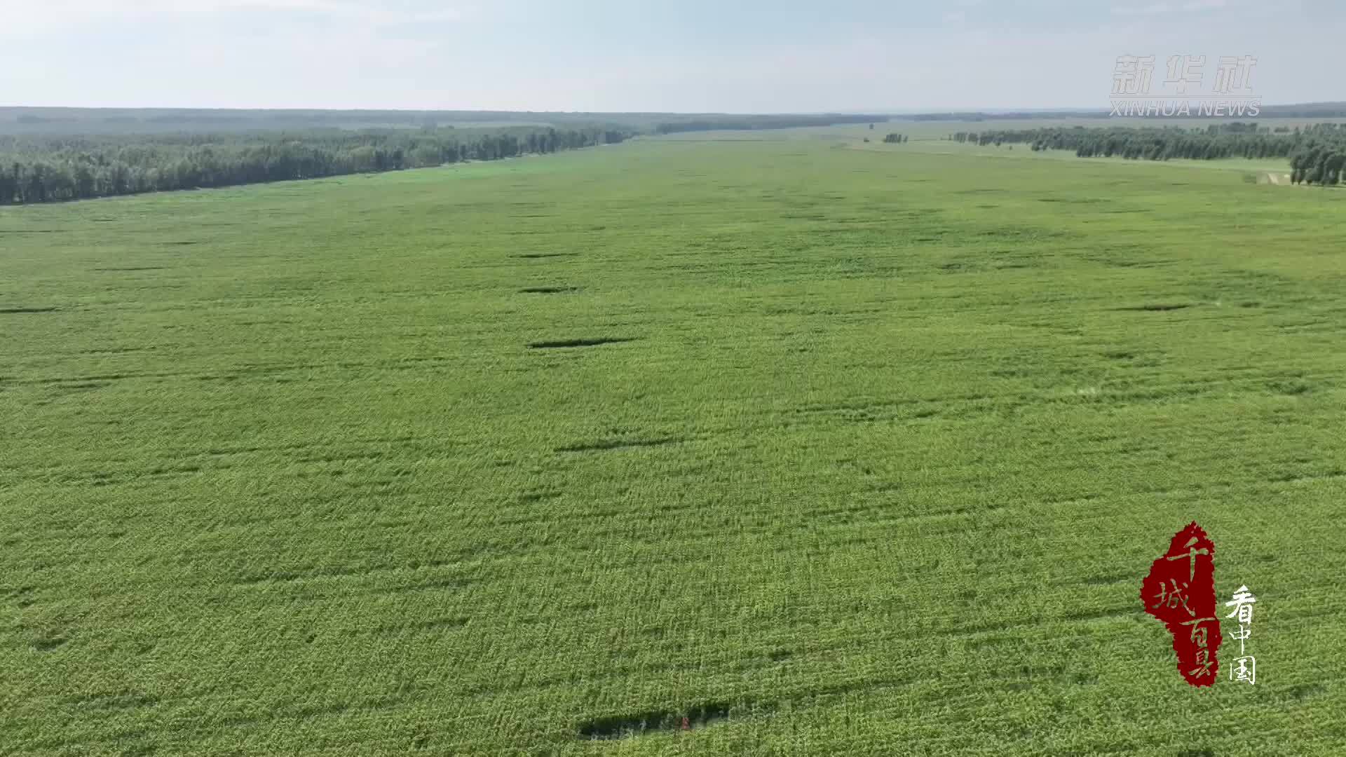 千城百县看中国｜内蒙古：百万亩谷子丰收在望