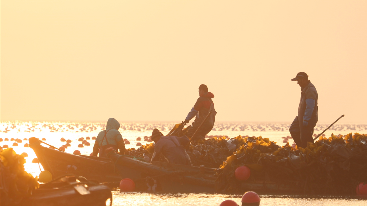 把海洋装进“链”里，威海“鲜”行一步！