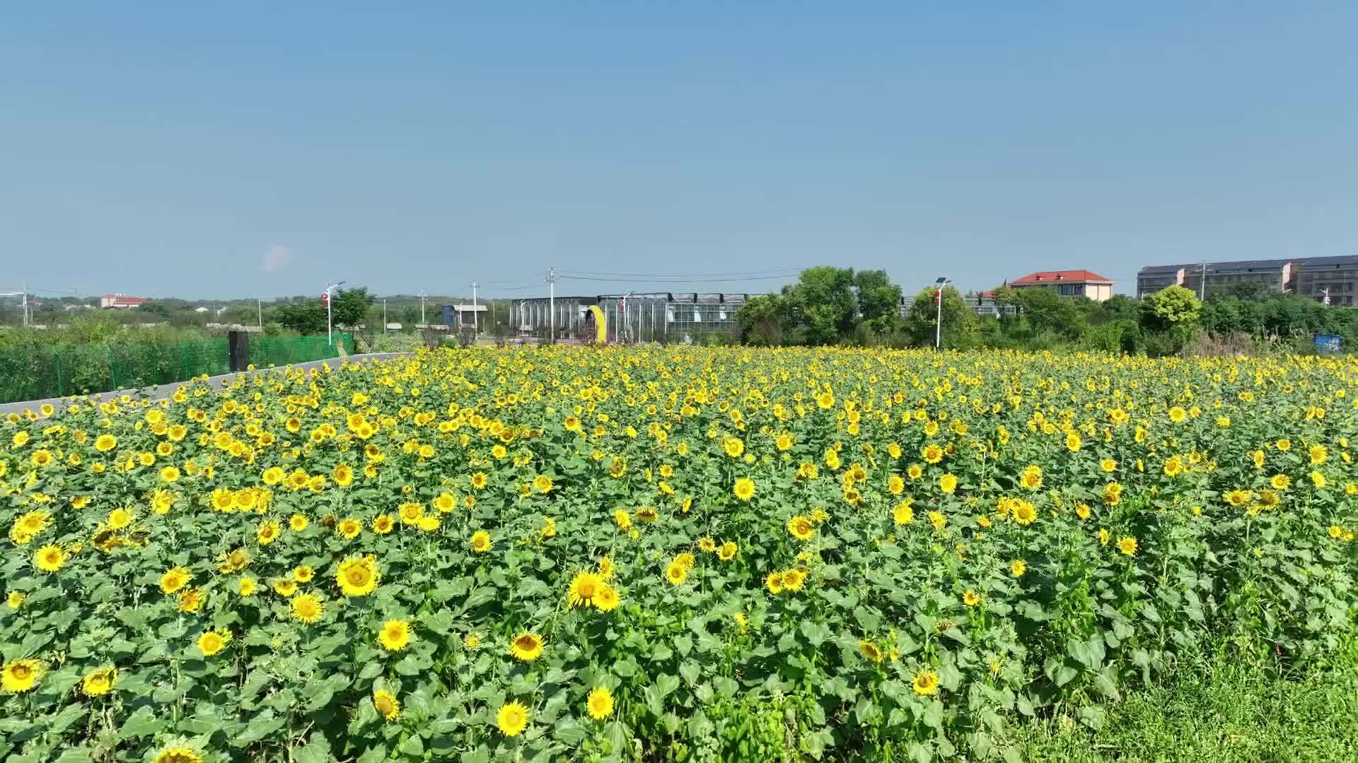 千城百县看中国｜湖南衡阳：金色向日葵花海扮靓乡村