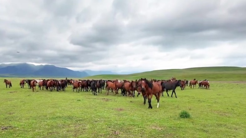 大湾区音乐人说唱甘肃：祁连雪润青原上　万马嘶鸣牧韵长