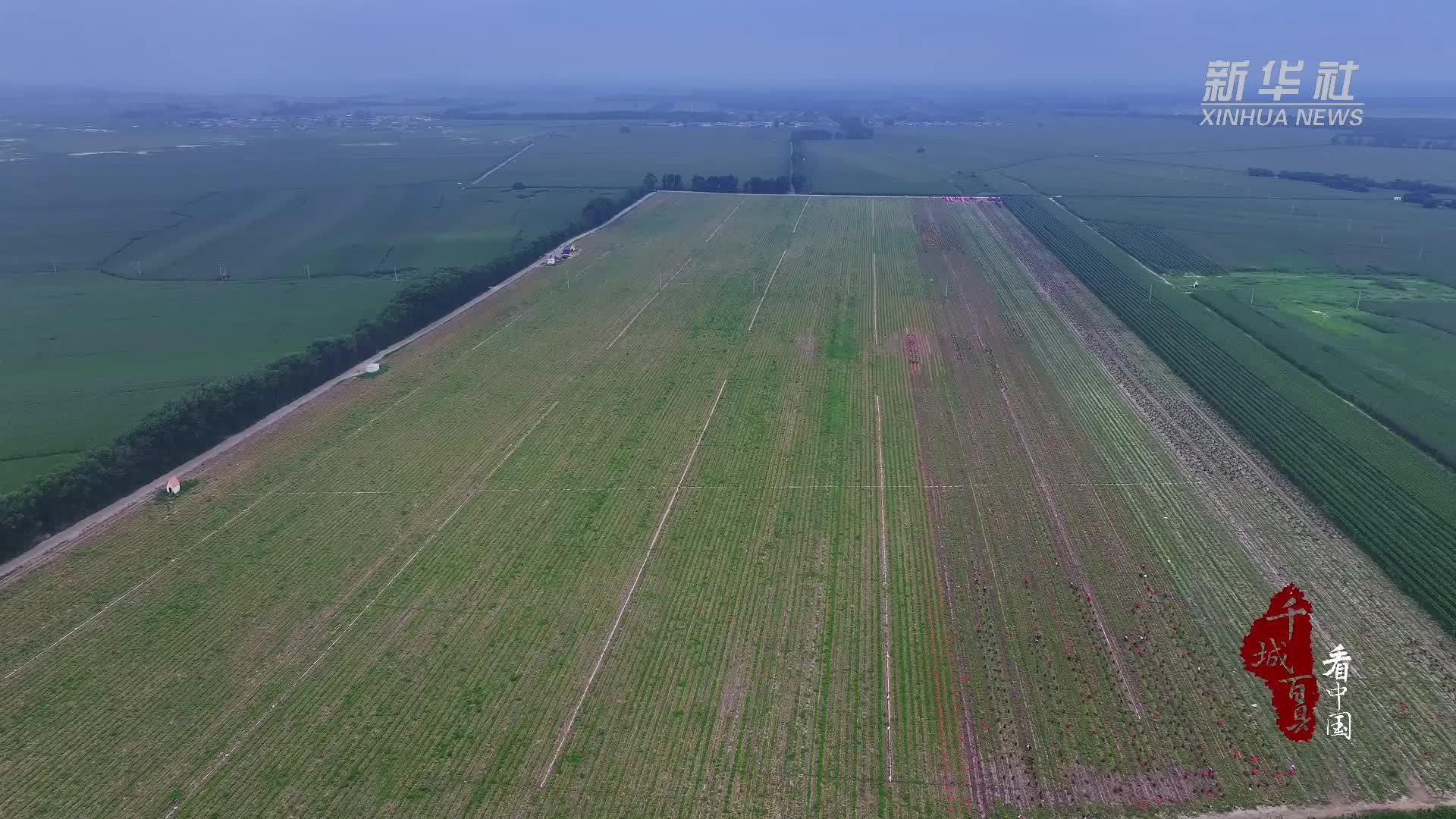 千城百县看中国｜内蒙古：圆葱丰收铺就“紫色”富民路