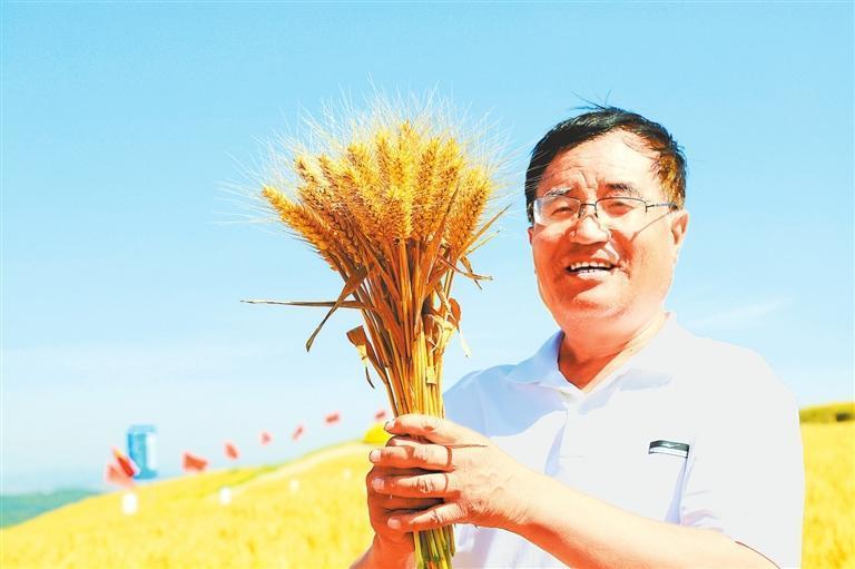 鲁清林育成的抗条锈病小麦喜获丰收