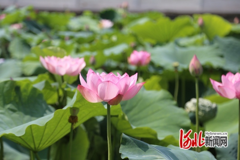 图为8月14日，荷塘中怒放荷花。