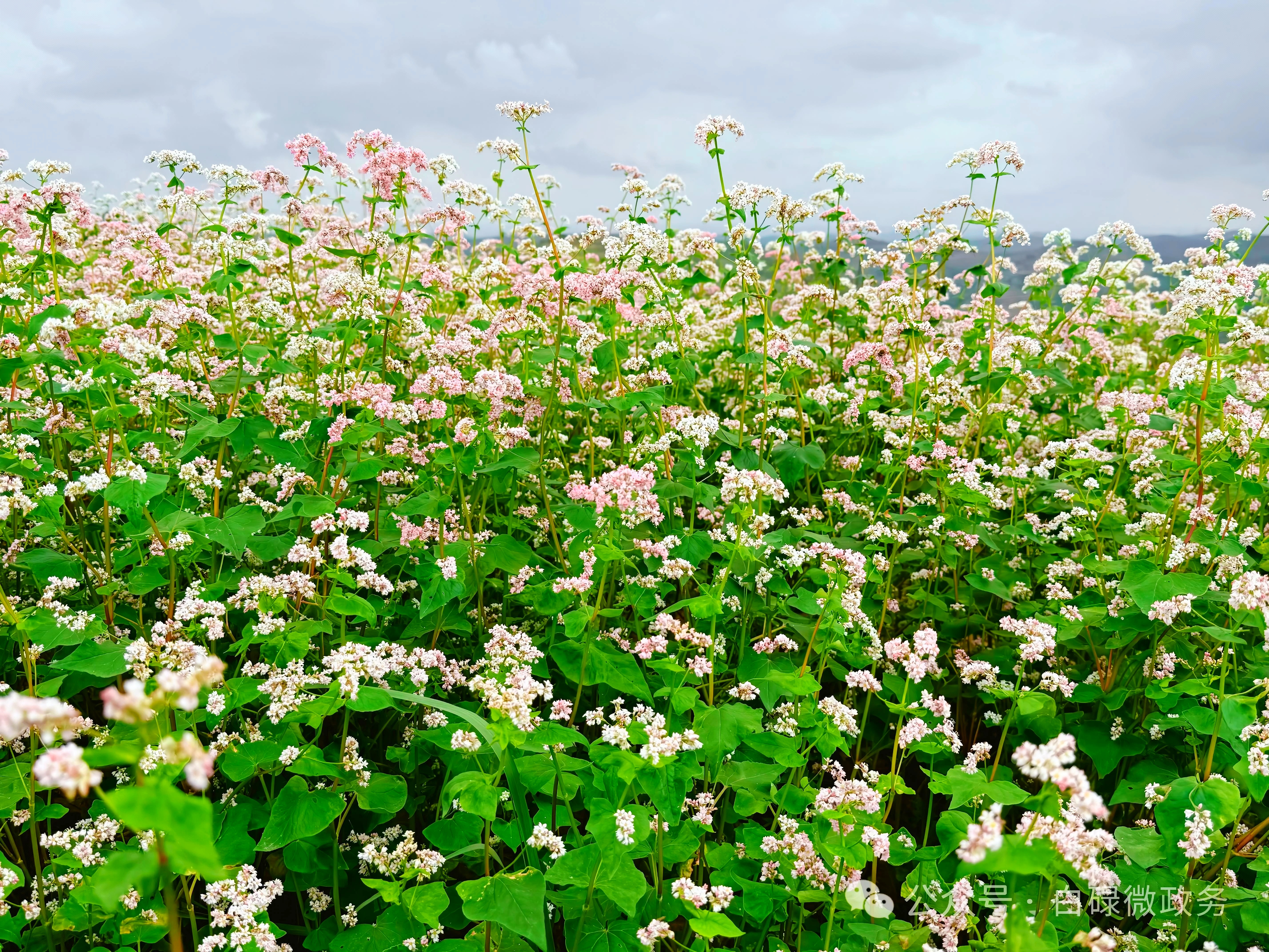 “荞”！华亭绽放“致富花”