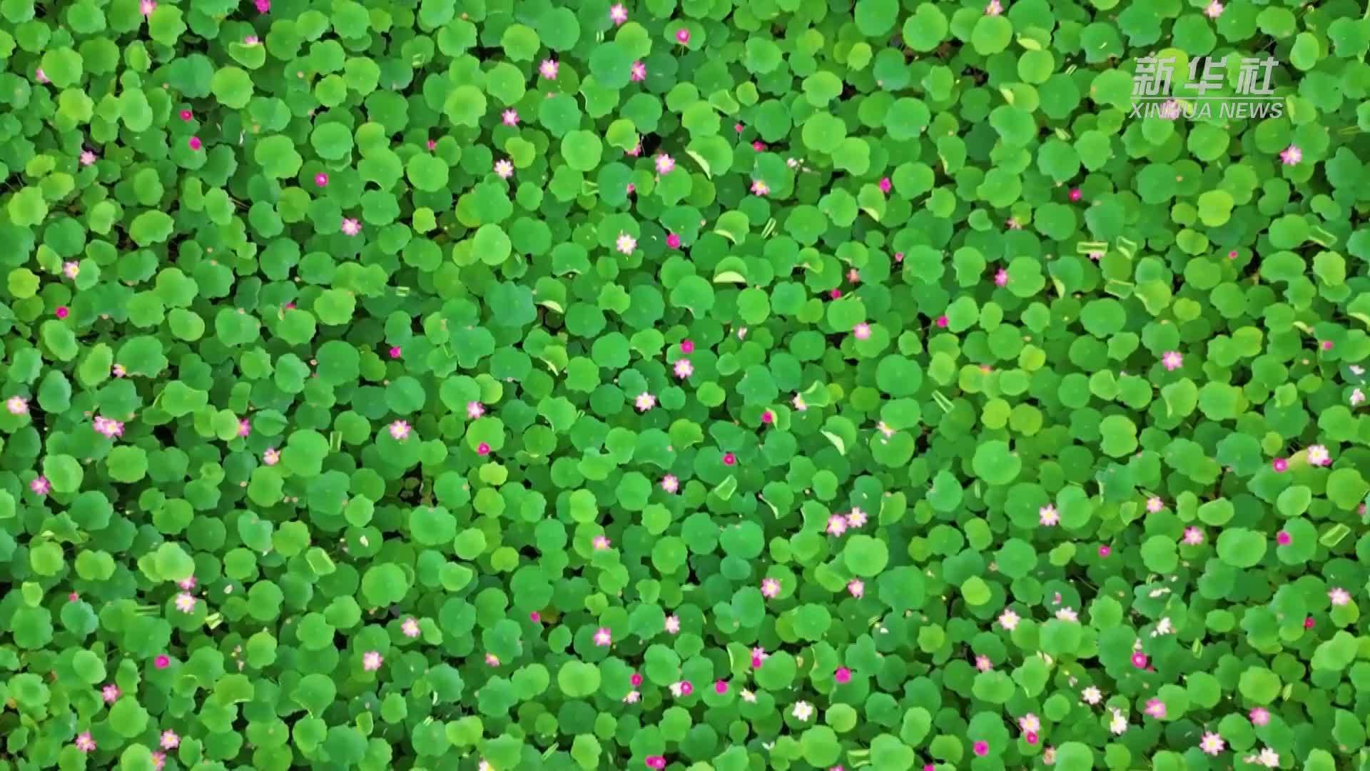 千城胜景｜河北秦皇岛：满园荷色醉游人