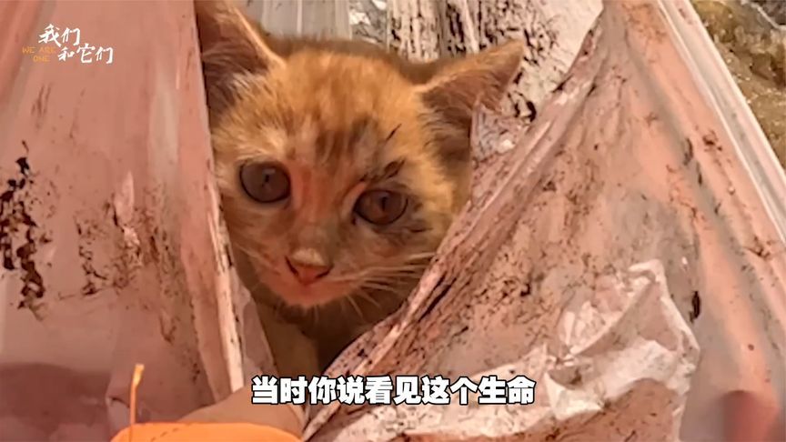 北京大哥洪水逃生不忘救猫，3个月大流浪猫被洪水吓懵