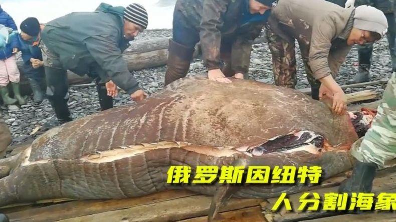 巨大海象的分割，俄罗斯因纽特人吃法，只会让你想不到