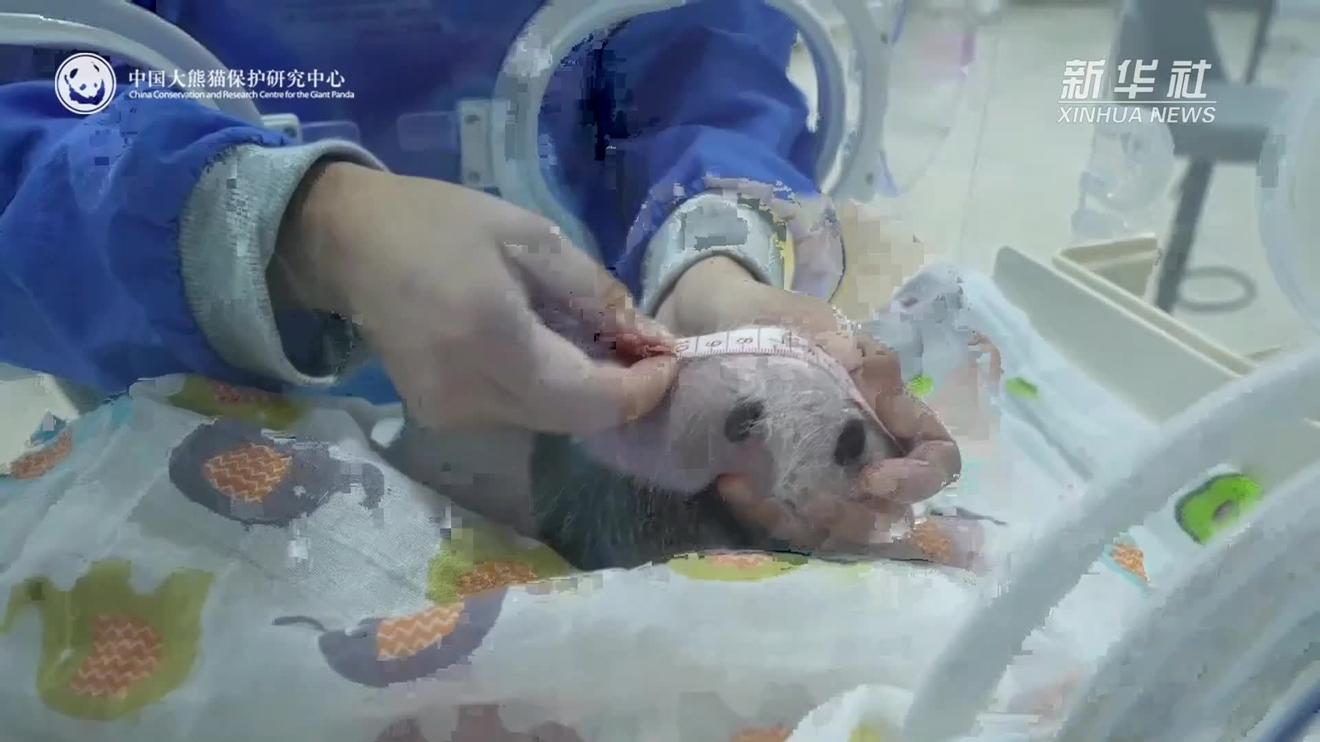 四川雅安基地大熊猫幼崽的美好时光