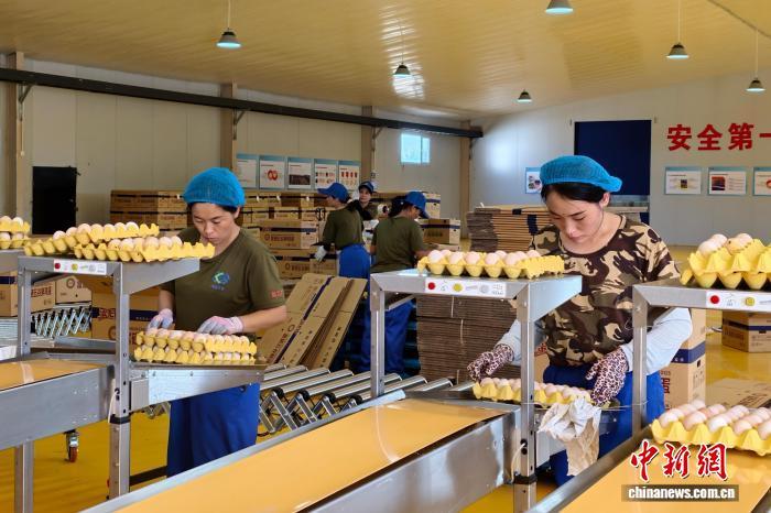 年产鸡蛋5.4亿枚 邯郸广平打造自动化蛋鸡养殖基地