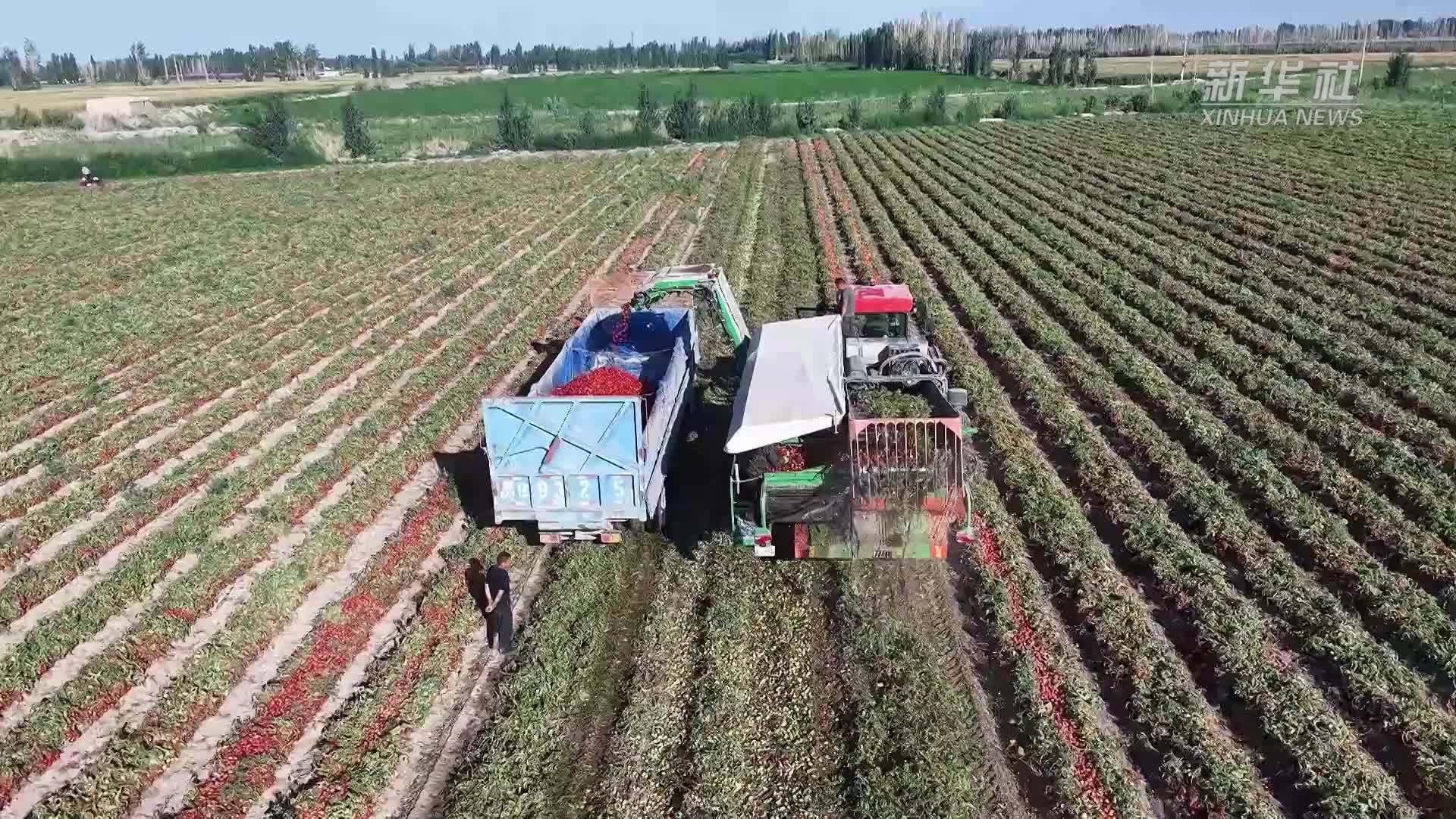 新疆和硕县：万亩加工番茄迎来丰收