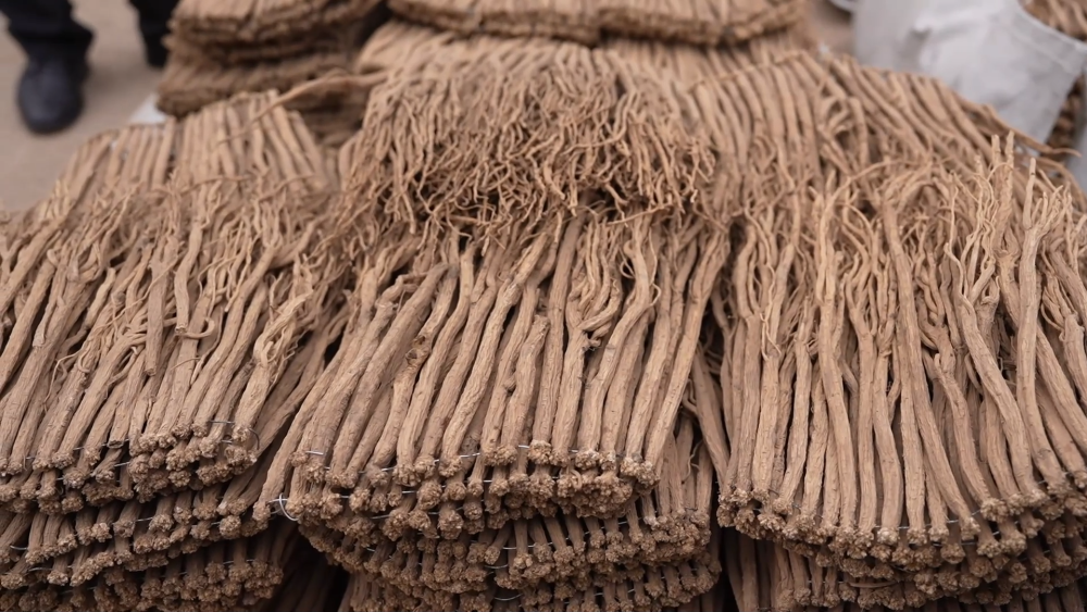 道地中药材飘香　甘肃渭源何以解锁致富良方