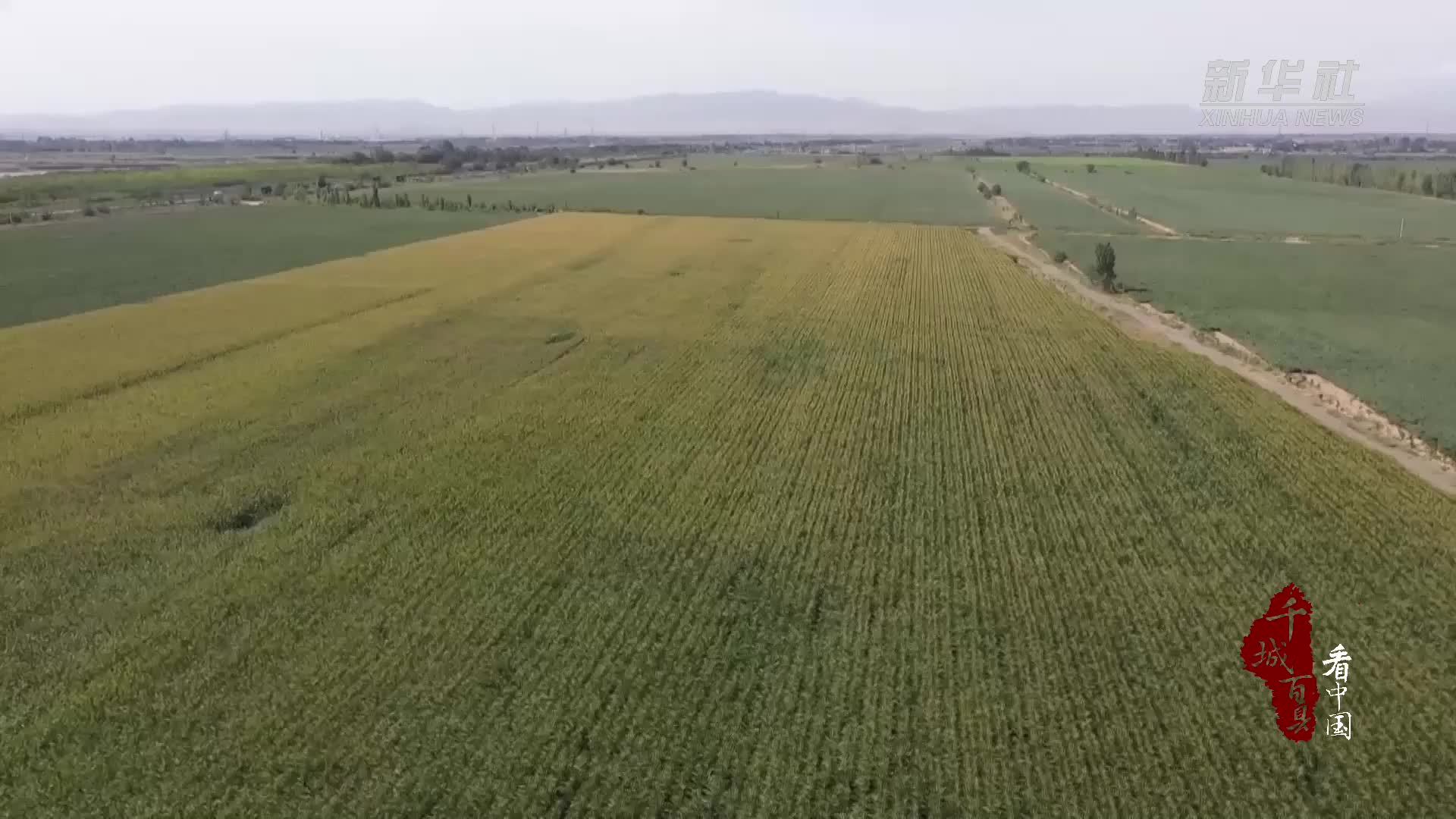 千城百县看中国｜新疆昌吉：加强田间管理 夯实秋粮丰收基础