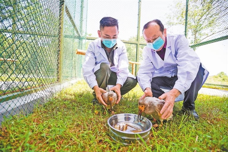 6月17日，位于鷹潭市龍虎山景區上清鎮沙灣村的江西省朱鹮種群重建基地，高級工程師路寶忠（右）正帶領工作人員肖天祥，用科學配比的食物為幼鳥輔助喂養。