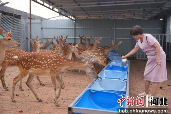 图为任丘市吕公堡一养殖场，养殖户给梅花鹿投喂饲料。 韩慧峰 摄