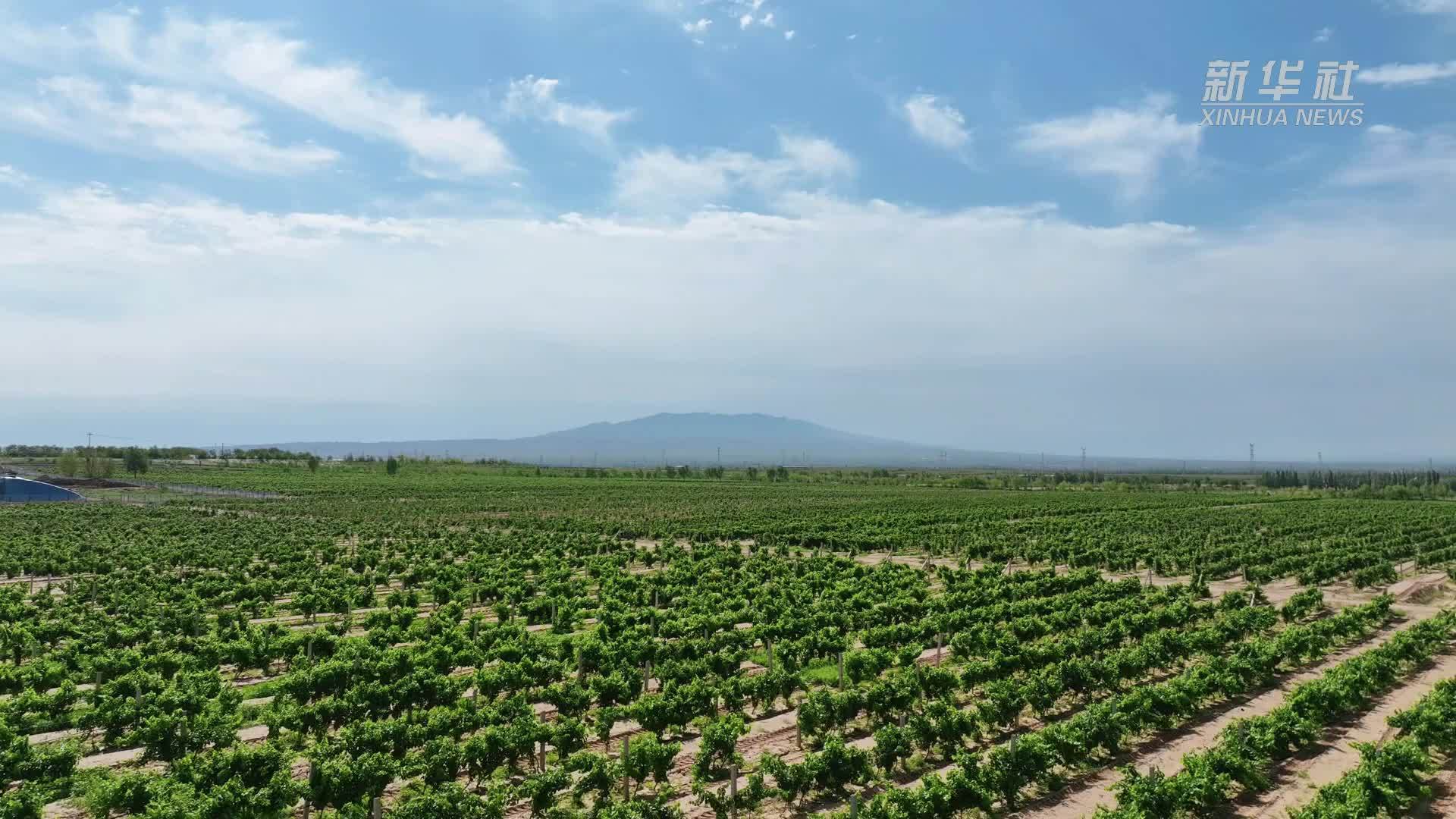宁夏红寺堡：葡萄园里 阳光映照果生香