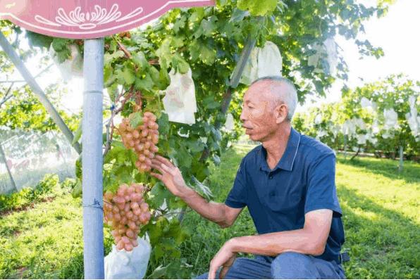 青岛乡里乡亲|“葡萄大王”昌云军:三十年“编织”甜蜜振兴路