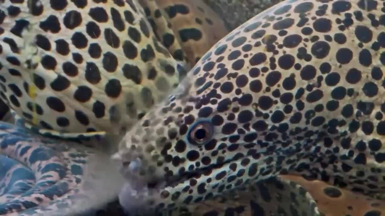 巨型十五斤斑点海鳗被国外刀手精准宰割这样的鳗鱼据说很好吃