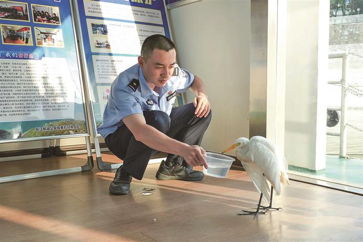 民警救助受伤的白鹭