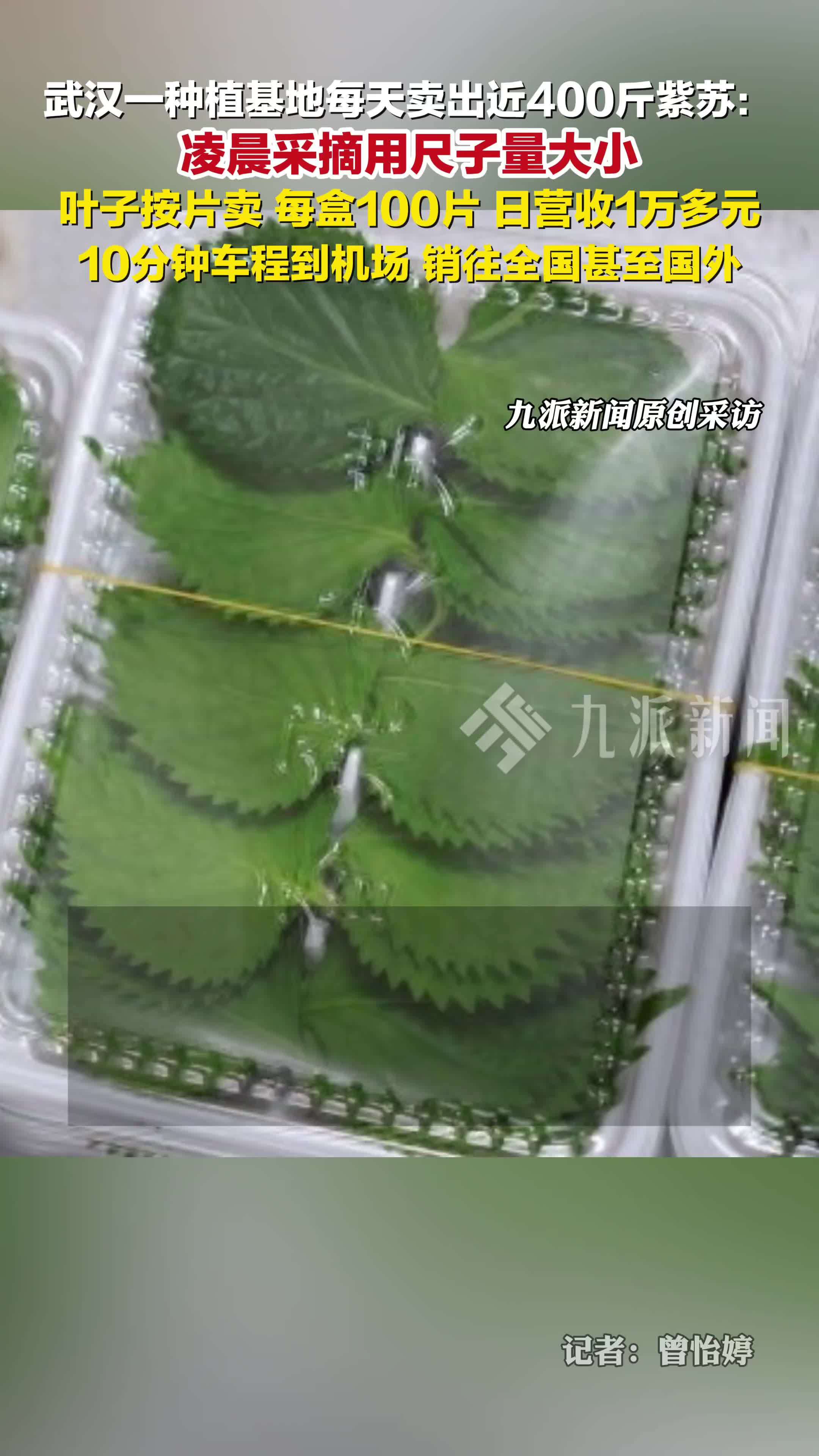 湖北武汉一种植基地每天卖出近400斤紫苏