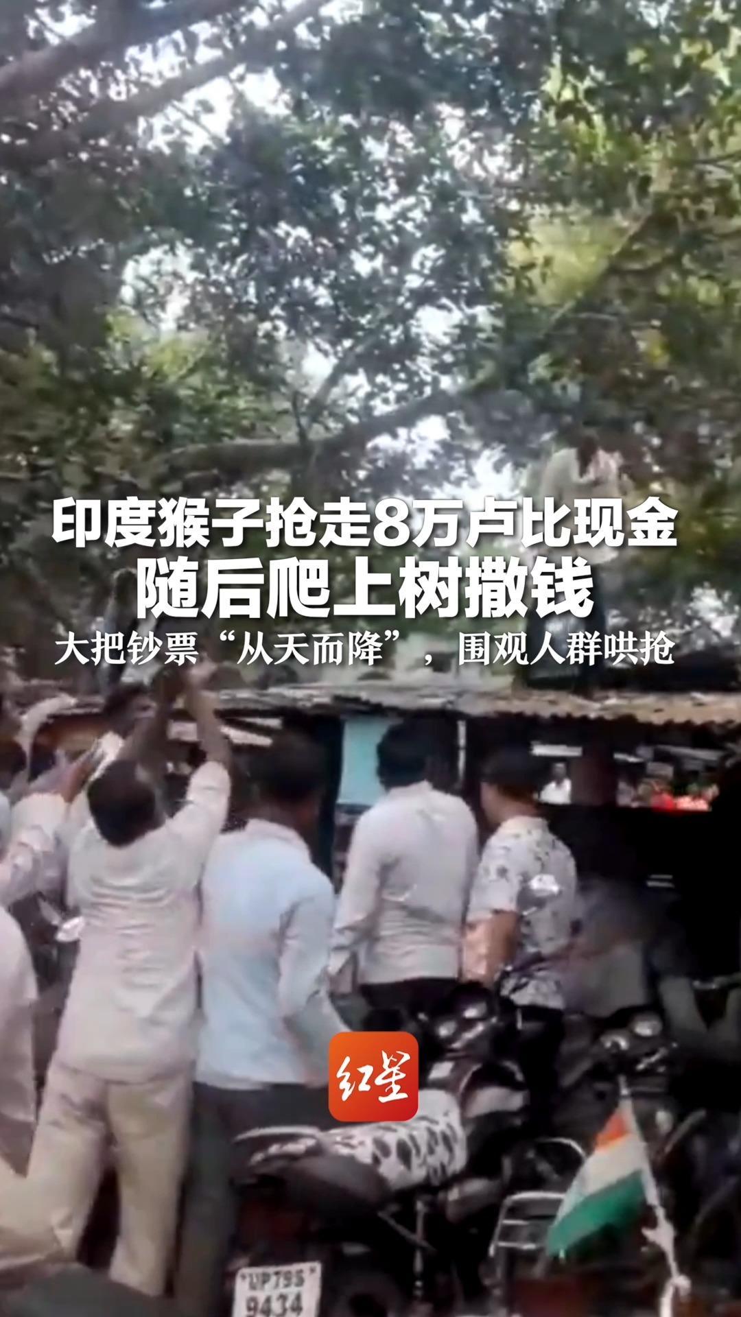 印度猴子抢走8万卢比现金 随后爬上树撒钱 大把钞票“从天而降”，围观人群哄抢 失主最终找回5.2万卢比