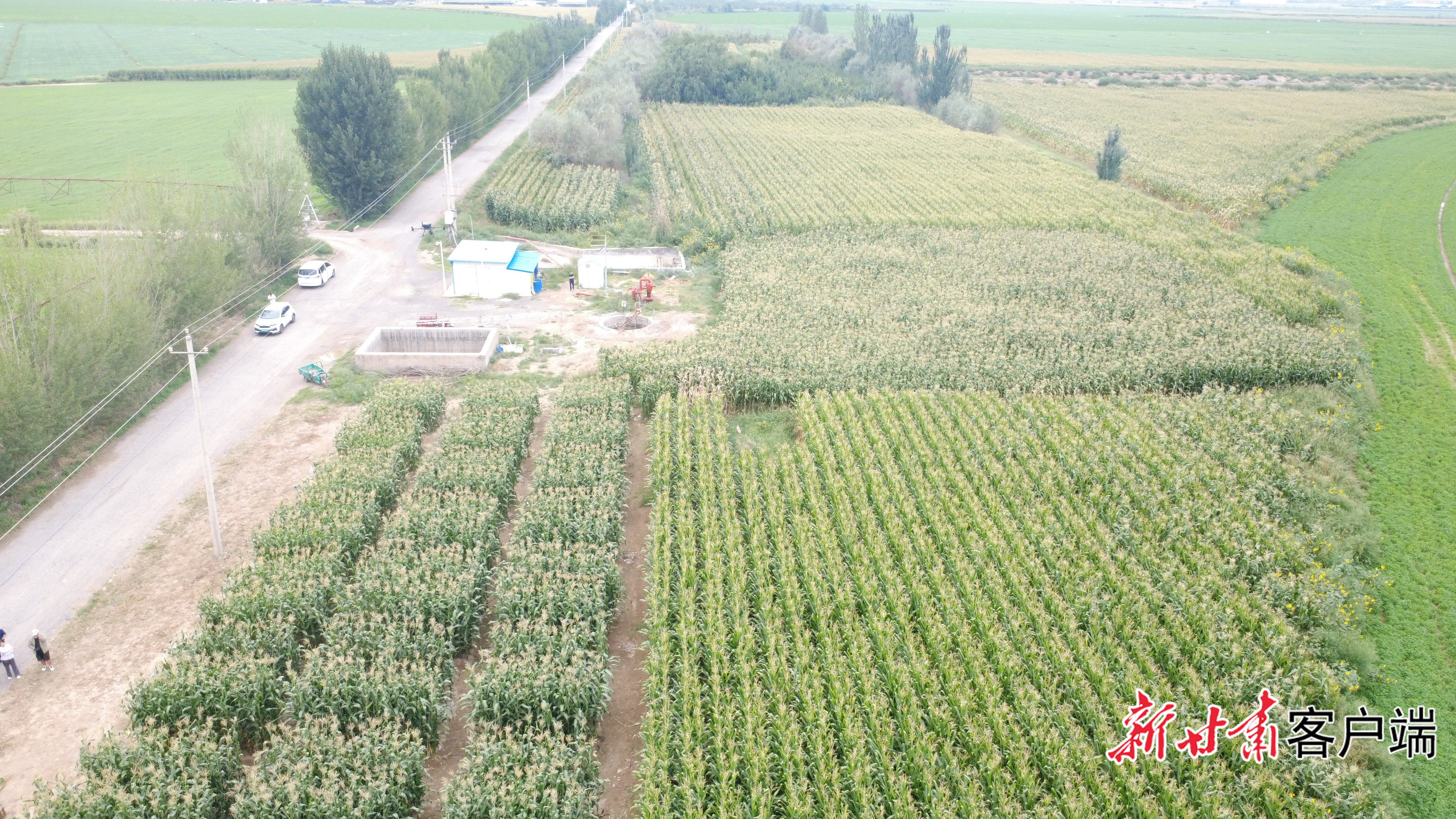 智慧种植下的青贮玉米长势良好