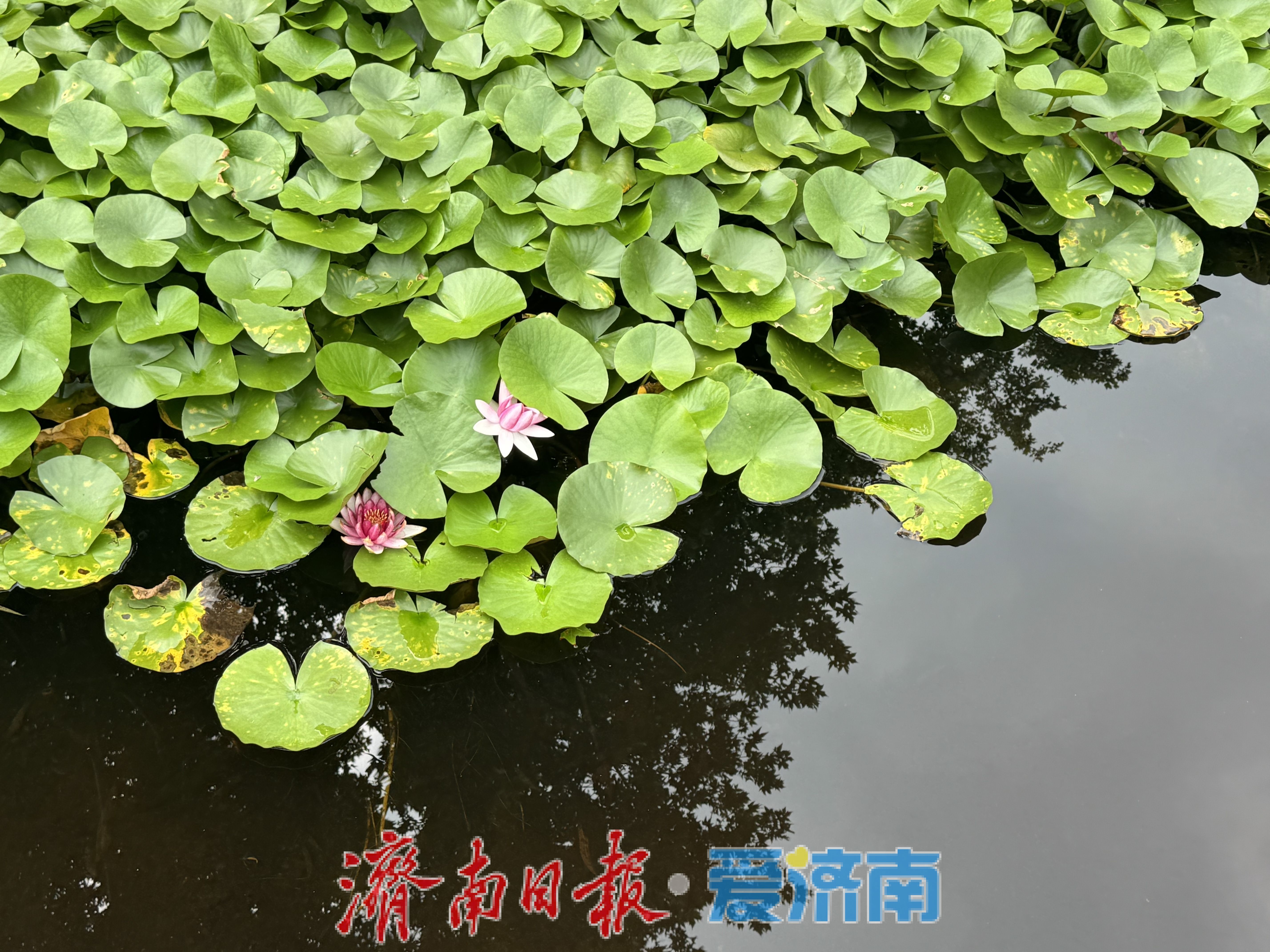 一年四季 泉在济南丨初秋泉城添雅趣 百花公园莲正开