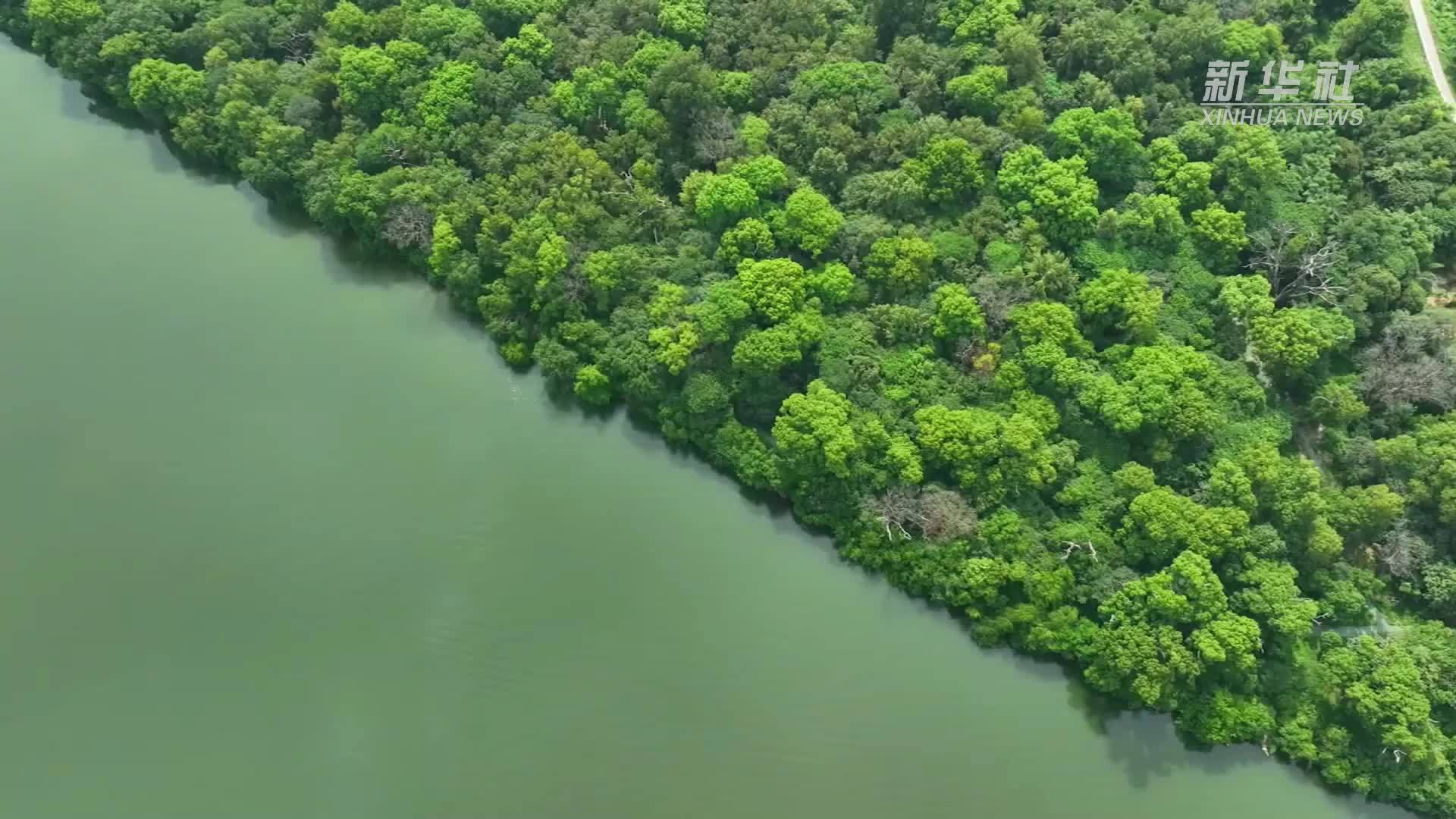 江西泰和：赣江边古樟林里享清凉