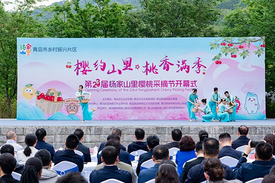 青岛乡里乡亲|樱桃好吃树难栽,悉心守护四十载杨玉梓:为了老树的那一串红果