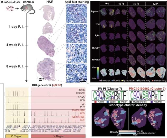 Stereo-seq　V2检测结核杆菌感染小鼠肺脏的免疫动态变化　华大供图