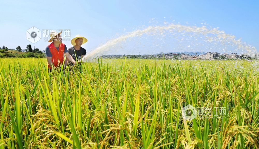 江西：抗旱保丰收（图）