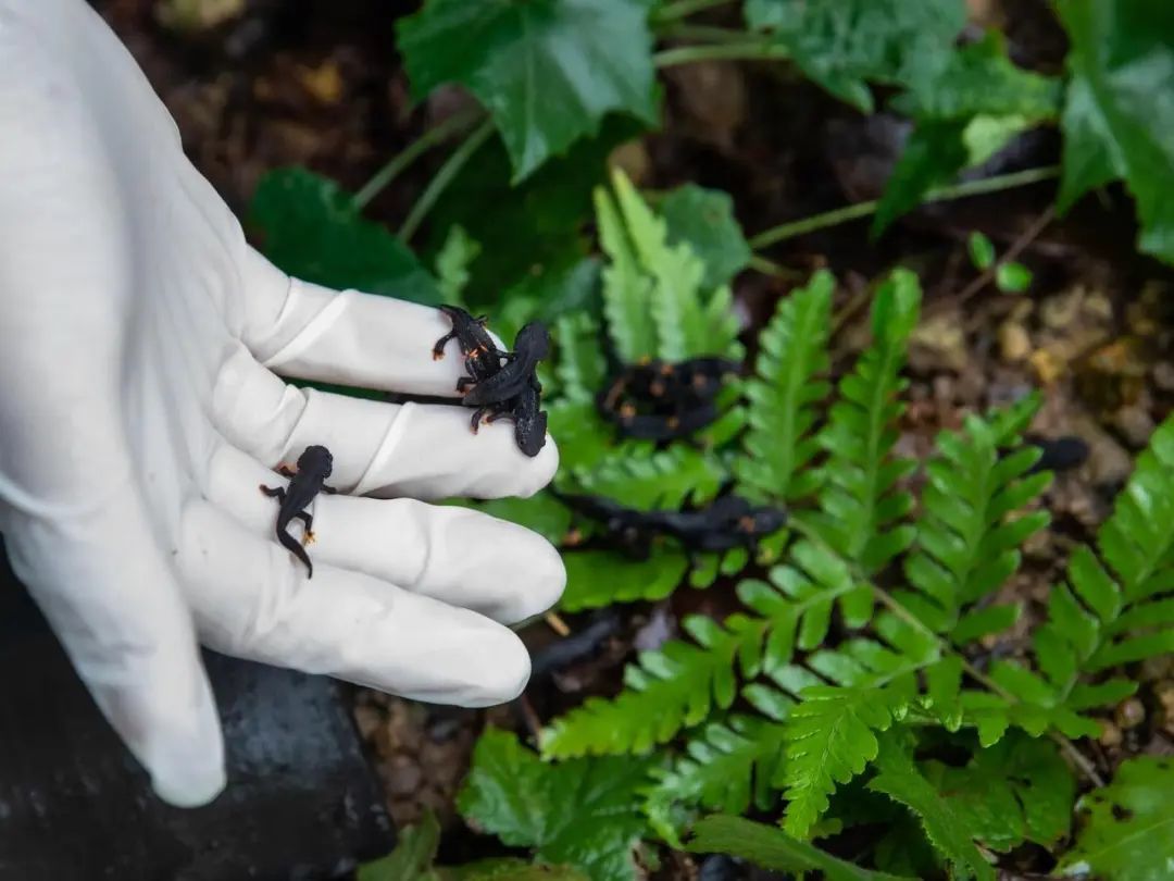 工作人员对扩繁的镇海棘螈幼体实施野外放养。 宁波市生态环境局北仑分局供图