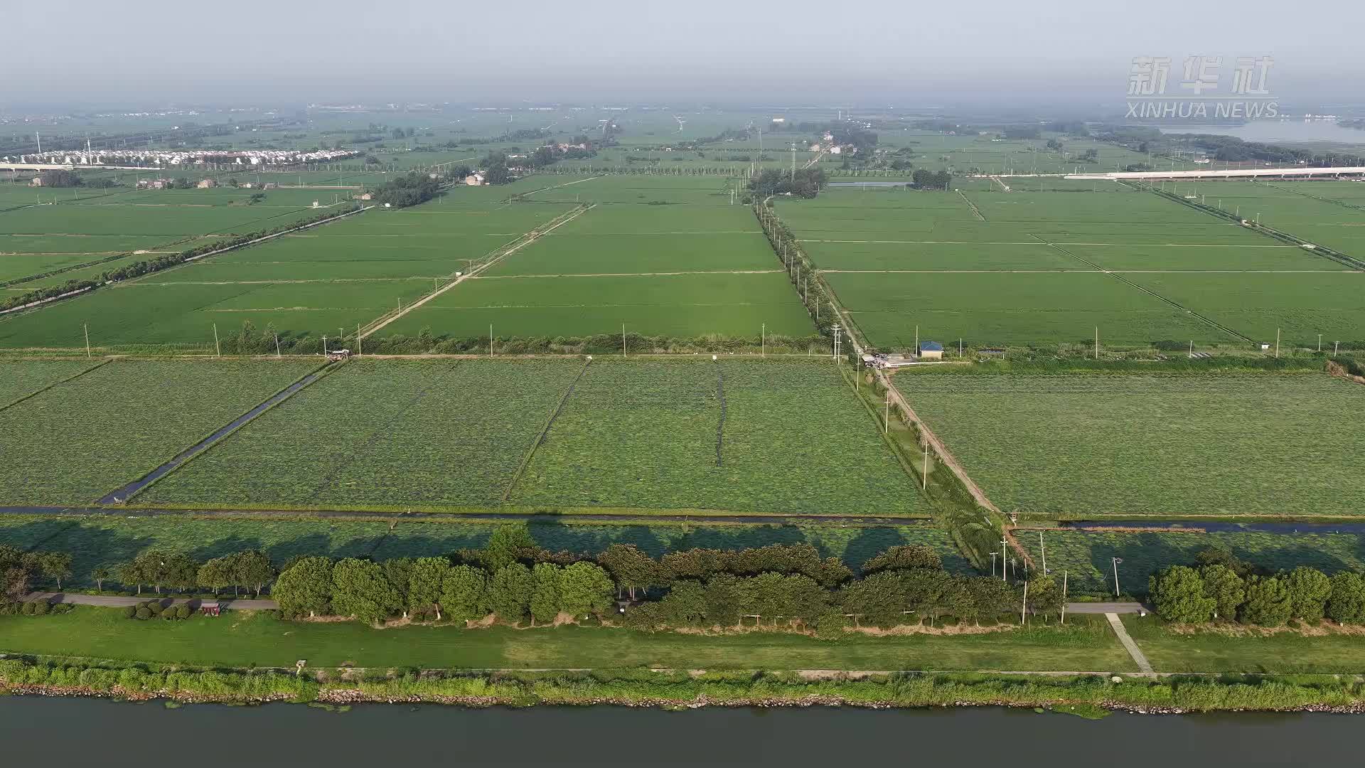 江苏淮安：芡实丰收富水乡