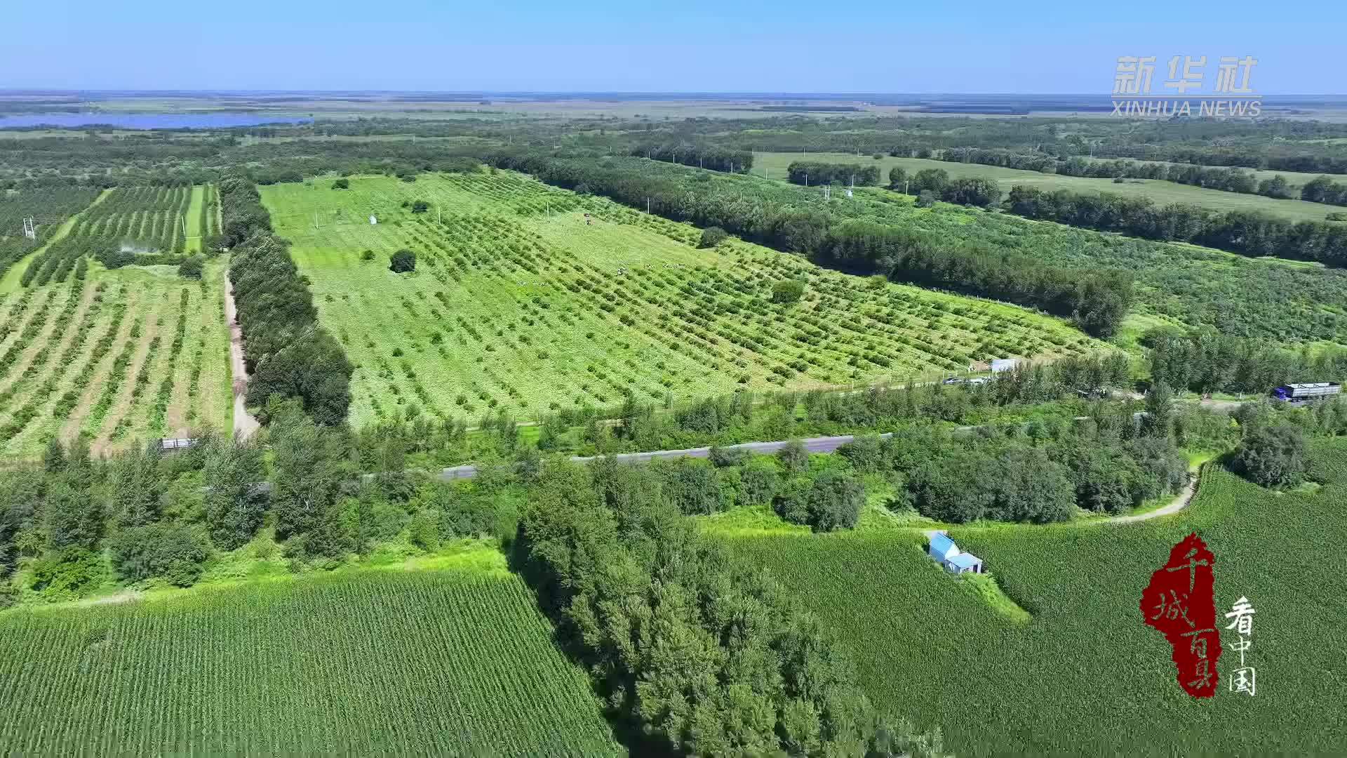 千城百县看中国｜内蒙古：贝贝南瓜点亮沙土地