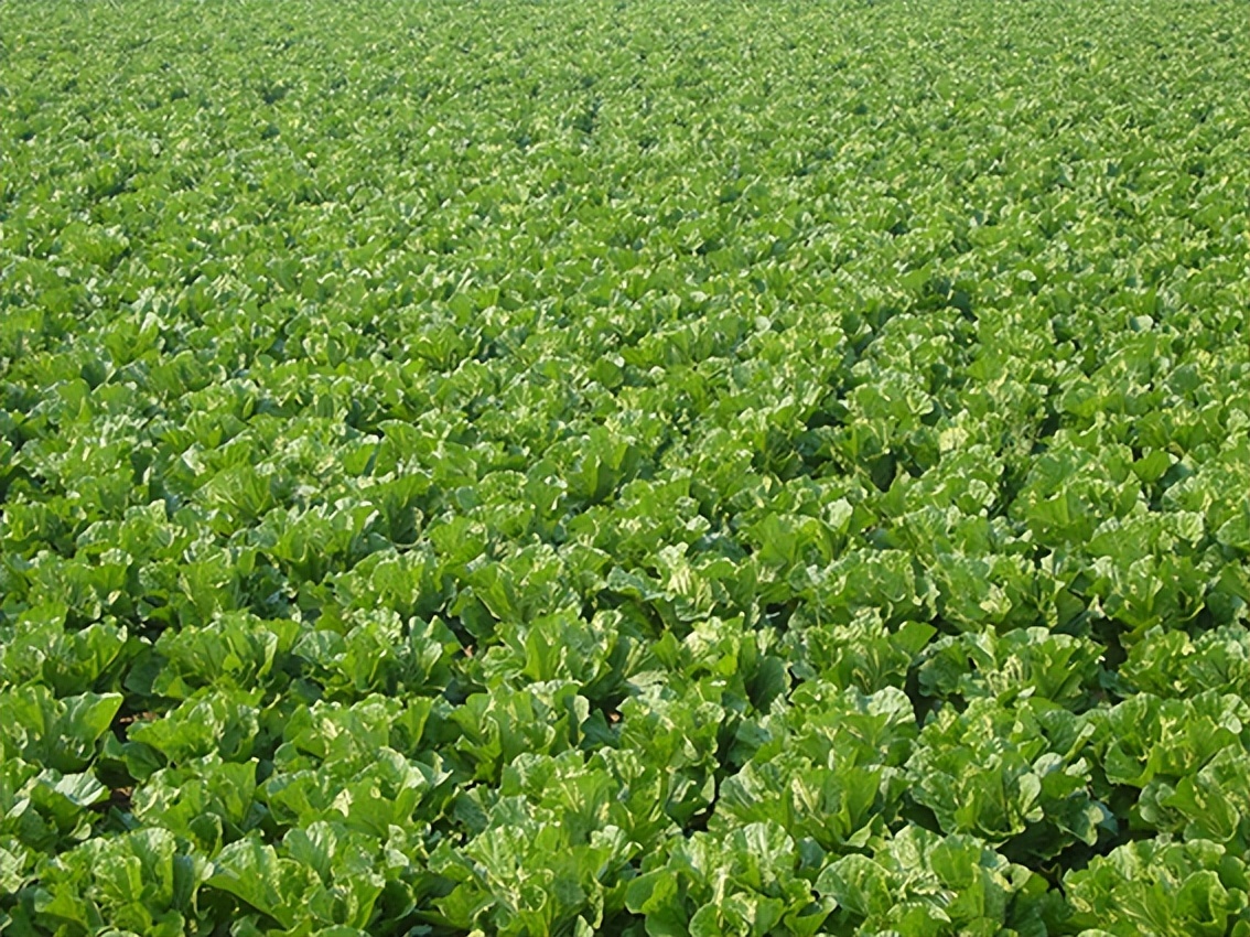 青岛乡里乡亲|胶州大白菜品牌文化展厅藏着千年故事