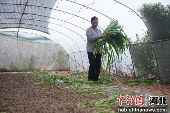 图为任丘市吕公堡镇一养殖场，养殖户给蚂蚱喂食青草饲料。 韩慧峰 摄