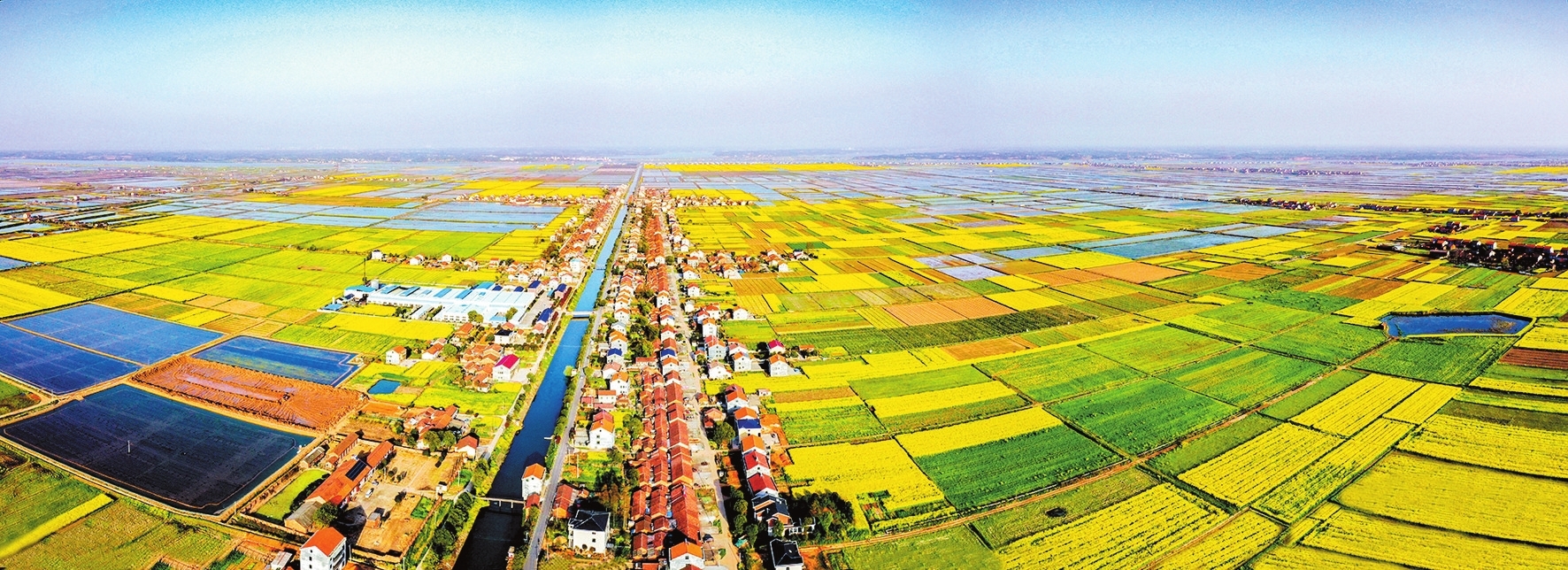 中洲乡美景——油菜花田。