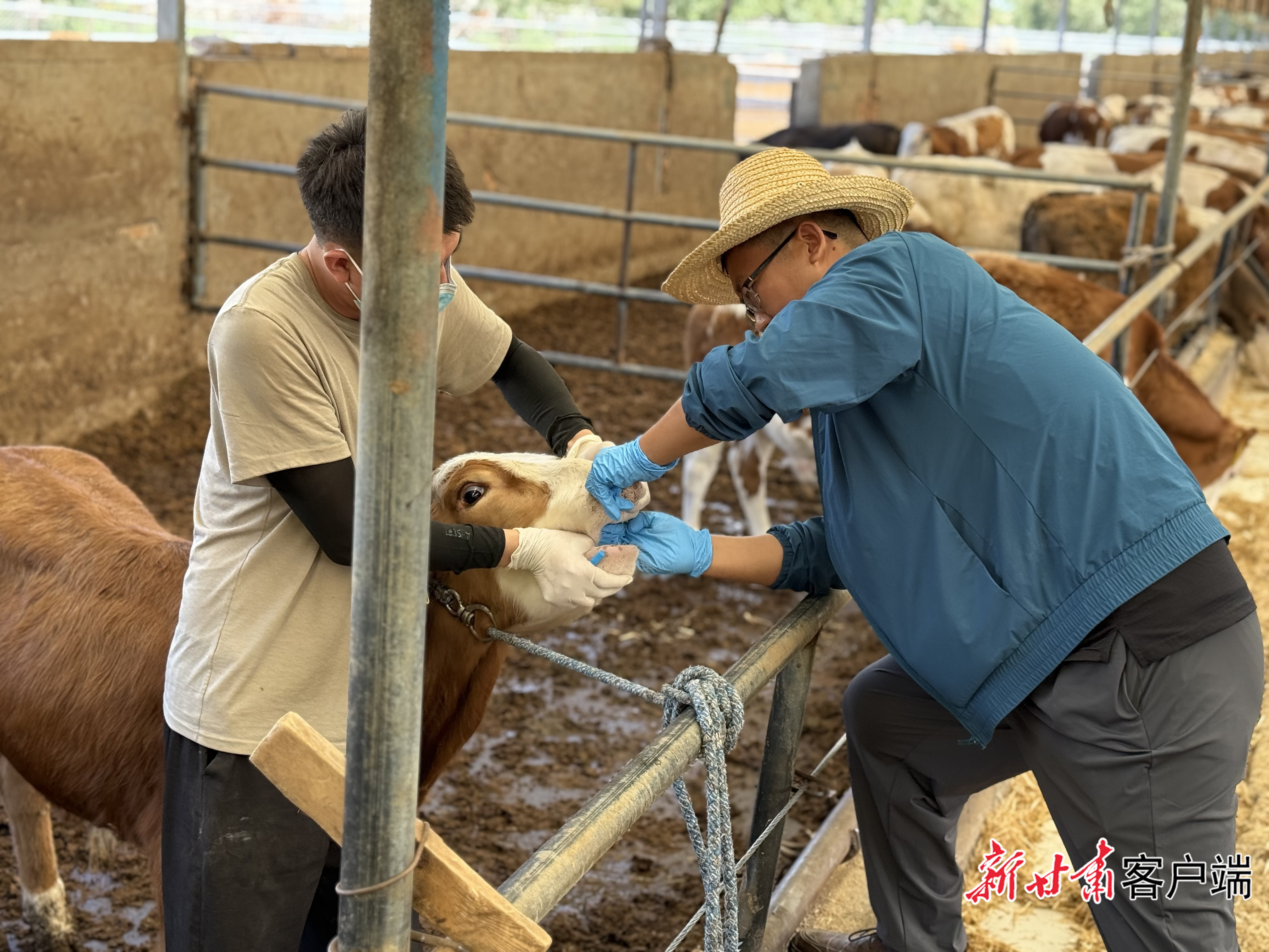 专家院老师正在给牛检查身体